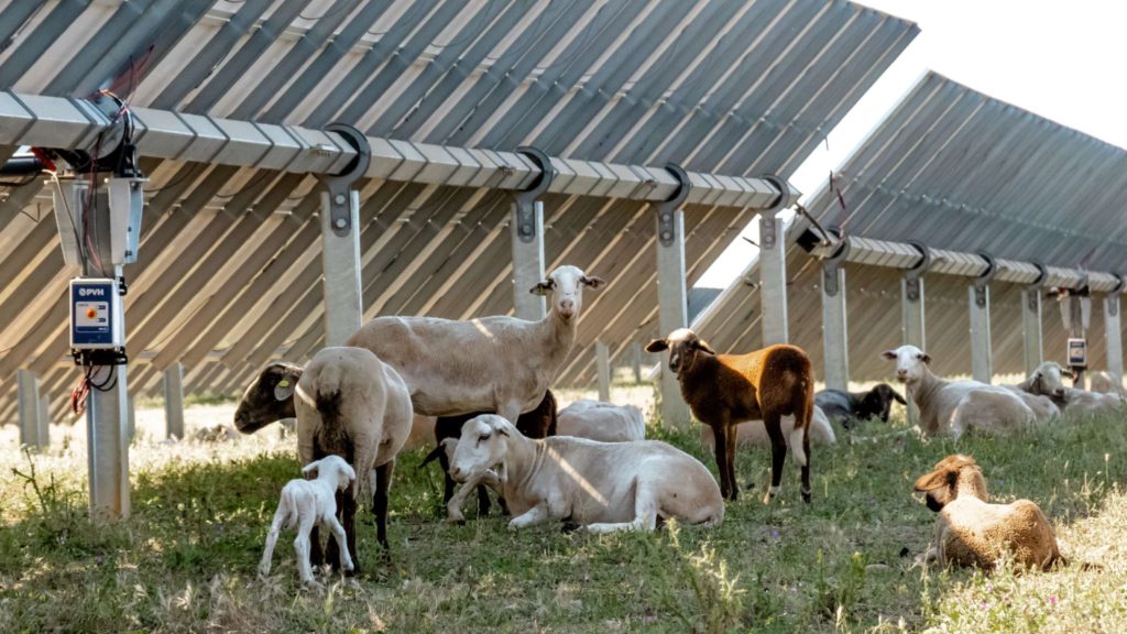 PVH Agrivoltaics Europe